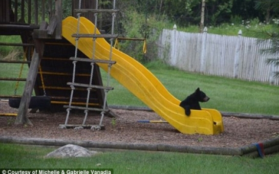 Bear crashes backyard birthday party - VIDEO