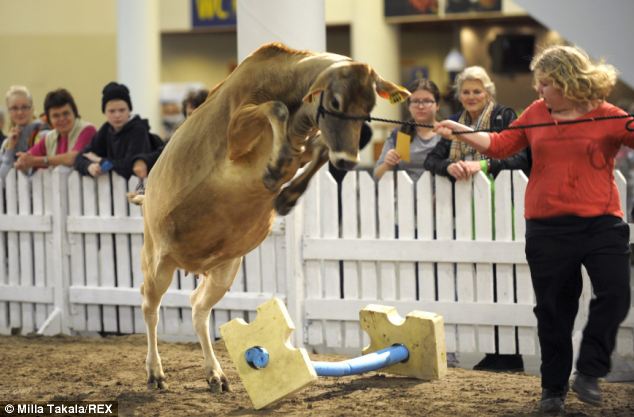 The cow that CAN jump over the moon - PHOTO