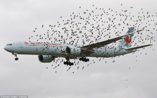 Stunning aviation images reveal unique glimpse of life in the skies - PHOTO