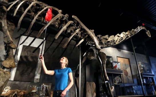 Diplodocus skeleton to be auctioned