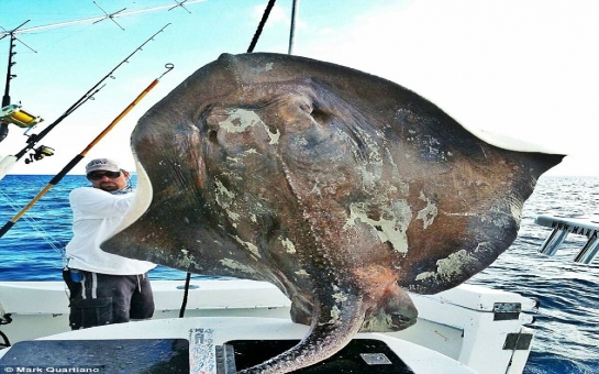 Rarely-seen 14-foot, 800lb deep-sea 'dinosaur' skate - PHOTO