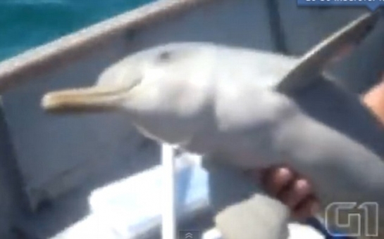 Baby dolphin leaps for joy after boaters free it from plastic bag - VIDEO
