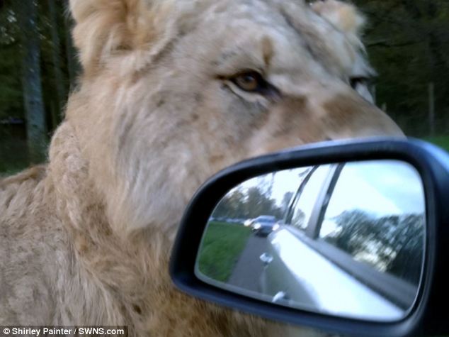 Safari park lion frightens visitors - PHOTO