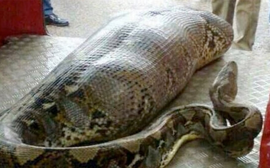 Huge python eats man - VIDEO