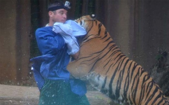 Tiger mauls trainer at Australia Zoo - VIDEO