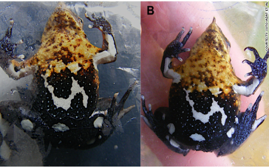 Mutant fungus croaks frog named after Darwin