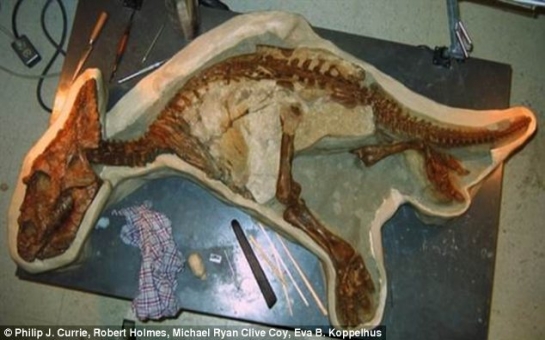 Perfectly preserved skeleton of a baby Chasmosaurus unearthed