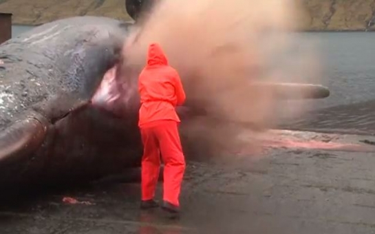 Dead whale explodes as it is cut open - VIDEO