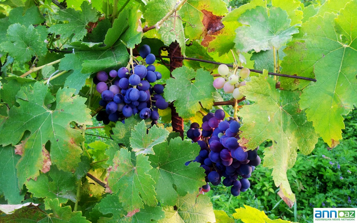 Grape harvesting in Azerbaijan - PHOTO