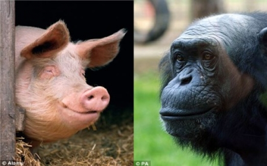 'Humans evolved after a female chimpanzee mated with a pig': American geneticist