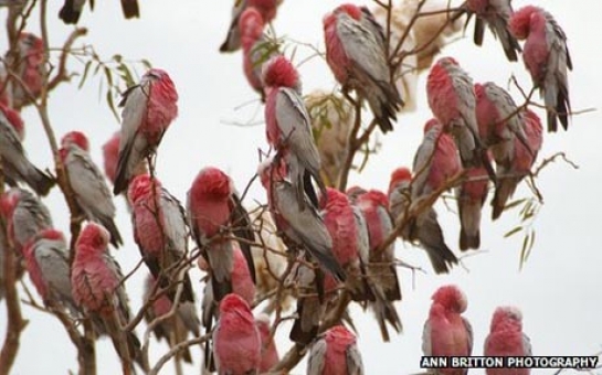 Pilots face parrot smuggling probe