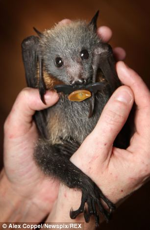 Orphaned baby flying foxes find a new home - PHOTO