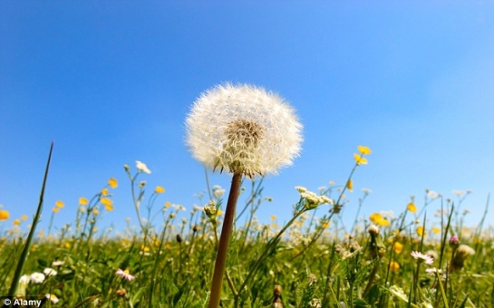 Young girl had a 'fully grown' dandelion inside her ear