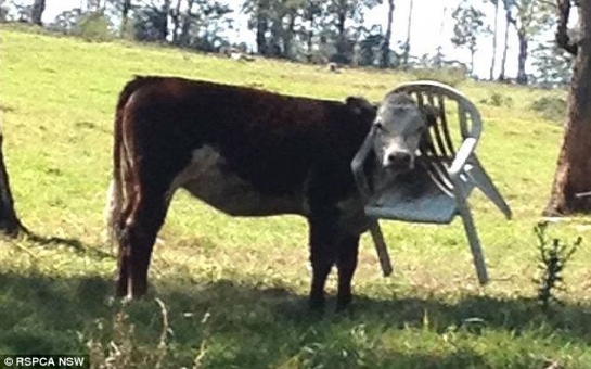 Cow to be rescued after getting its head stuck in a plastic garden chair