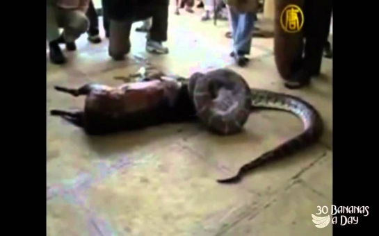 Python swallowes a deer alive, then spits it out - VIDEO