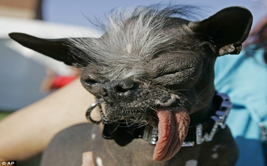 Elwood, crowned 'World's Ugliest Dog', has died aged 8