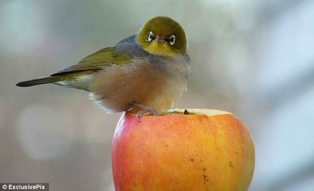 Real life Angry Birds - PHOTO