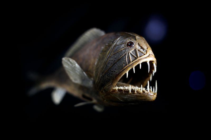 7 of the most frighteningly bizarre ocean creatures - PHOTO