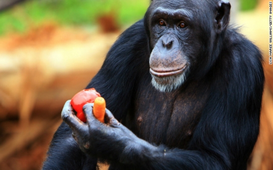 Chimps should be recognized as 'legal persons,' lawsuits claim