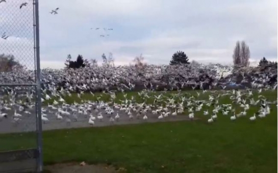 Hilarious reaction to huge flock of geese in flight