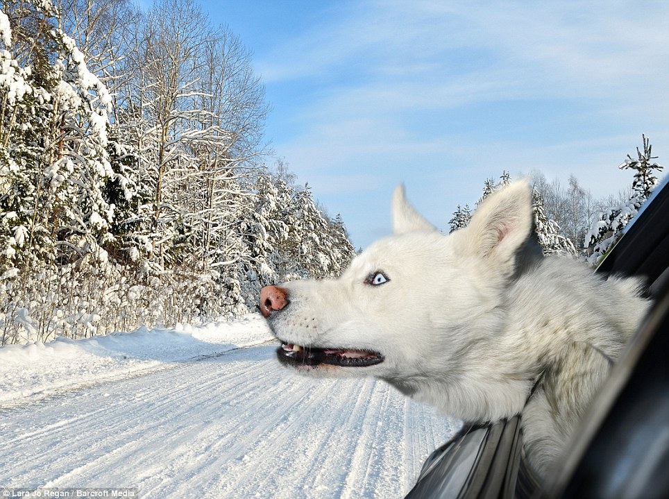 Delirious animals just love hanging their heads out of car windows - PHOTO