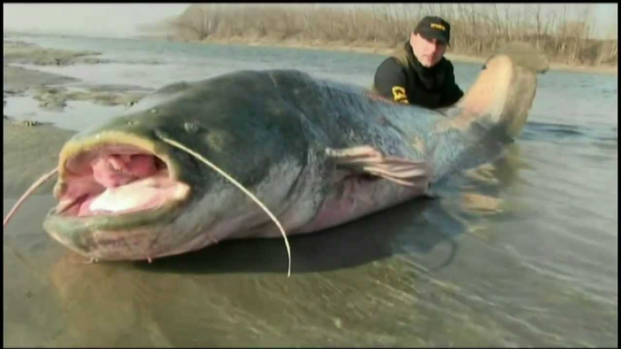 Team sportex catfish record 2,55 mts x 117 kg - PHOTO+VIDEO