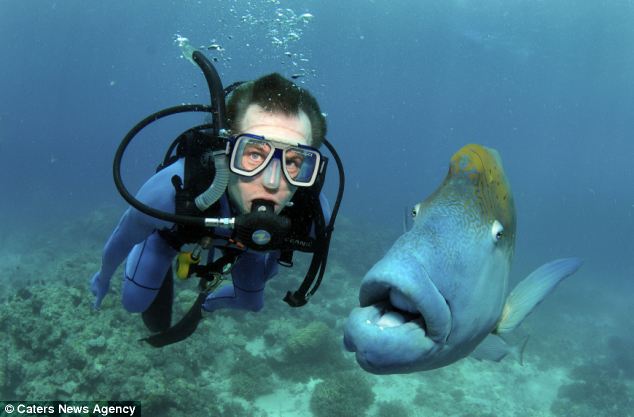 Blue humphead fish surprises first-time diver - PHOTO