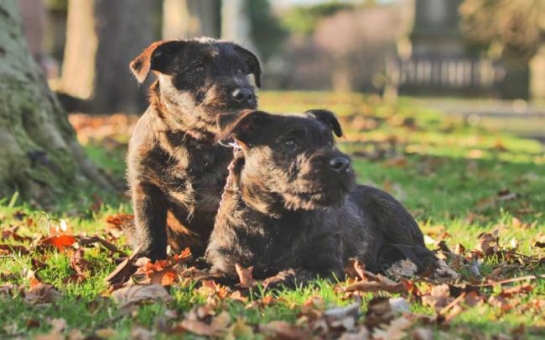 When a Westie finds love with a rottweiler