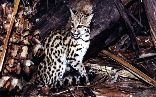 Cryptic new species of wild cat identified in Brazil - PHOTO