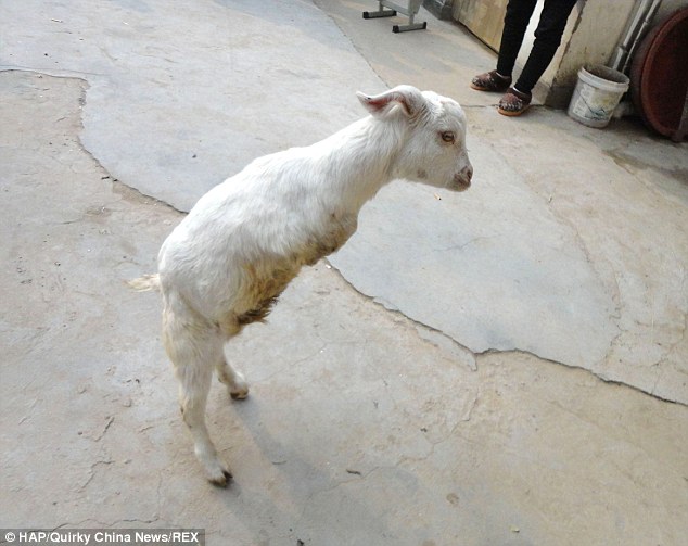 Cancer patient travels a lot to buy two-legged goat - PHOTO