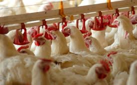 Azerbaijan plans to double poultry production by 2015