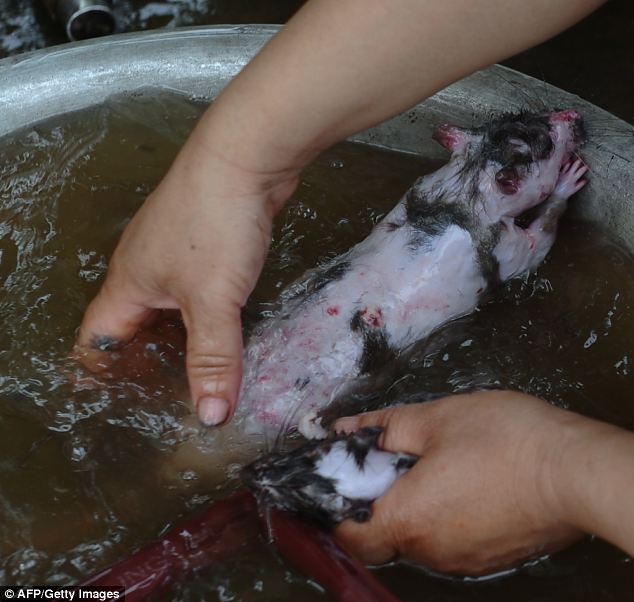 Restaurant in Vietnam offers rodent on a stick - PHOTO