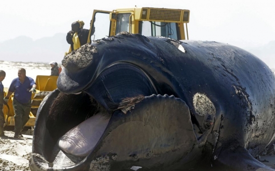 Exploding Southern Right Whale on beach near Cape Town - VIDEO