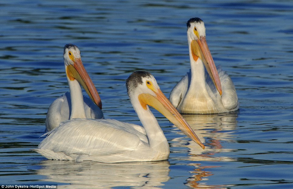 Hungry pelican opens bill like a basketball net - PHOTO