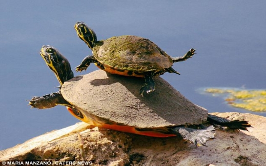 Turtle mother teaches her baby how to swim - PHOTO
