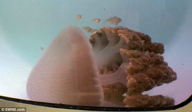 Huge deadly pink jellyfish rediscovered - PHOTO
