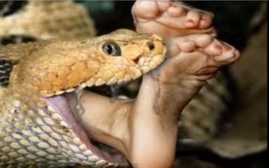 When snakes are eaten, they revenge - VIDEO