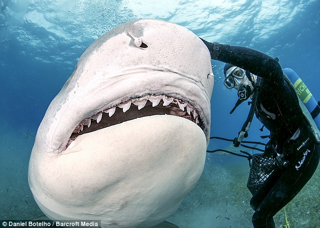 Incredible photos of a diver hand-feeding a killer shark - PHOTO