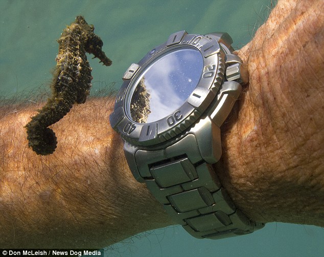 Seahorse spots its own reflection from a diver's watch - PHOTO