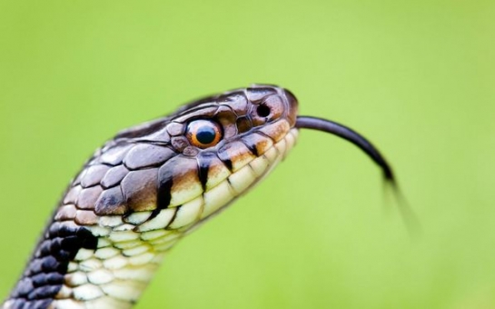 Man bitten on penis by hungry snake lurking in toilet