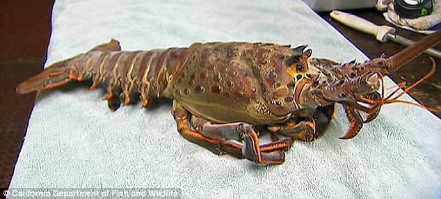 Lobster diver catches 18-pound spiny crustacean - PHOTO