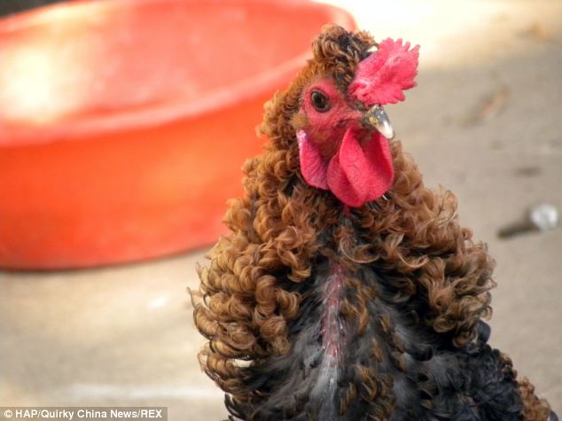 Chinese chicken that looks like its had a perm - PHOTO