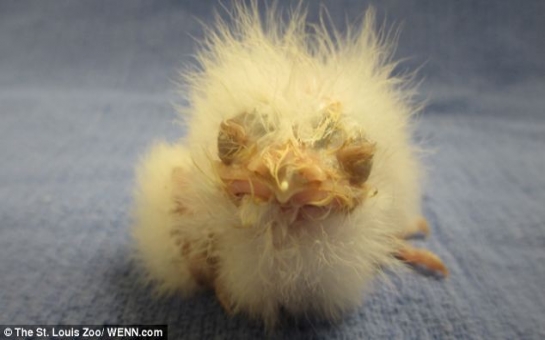 Frogmouth chick is raised by zookeepers because ... - PHOTO