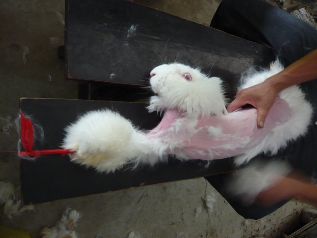 Clothing brands agree to stop selling ‘cruel’ angora wool - PHOTO+VIDEO