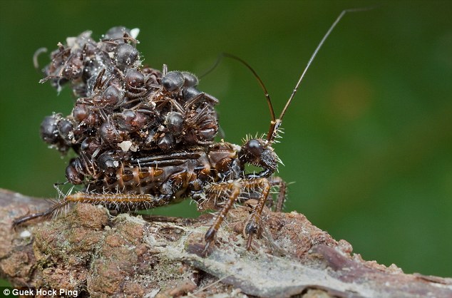 Assassin bug disguises itself with cloak of dead ants - PHOTO