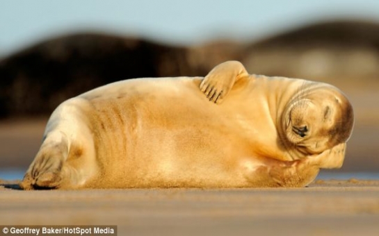 Sleepless in seal-attle - PHOTO