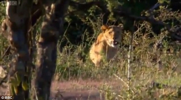 Men stealing meat from lions - PHOTO+VIDEO