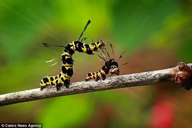 Creepy-crawlie tells rival, 'get off my branch' - PHOTO