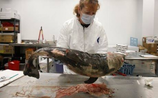 Study links BP oil spill to dolphin deaths