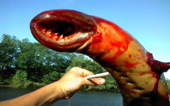 Huge eel like creature caught in New Jersey - PHOTO+VIDEO